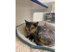 Adopt BINDY LOU a Domestic Short Hair
