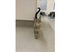 Adopt HAZEL a Domestic Short Hair