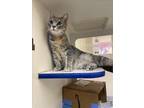 Adopt JAIDA a Domestic Short Hair