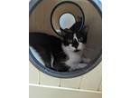 Adopt CASSIE a Domestic Short Hair