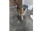 Adopt ALLISON a Domestic Short Hair