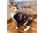 Adopt Callie a Calico