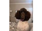 Adopt Iris a Standard Poodle