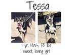 Adopt Tessa a Labrador Retriever, Husky