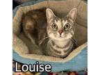 Adopt LOUISE a Domestic Short Hair