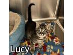 Adopt LUCY a Domestic Short Hair