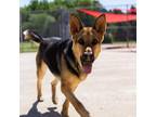 Adopt Lottie a German Shepherd Dog