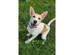 Adopt Molly a Husky, Mixed Breed