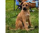 Adopt Chelsea a Mixed Breed