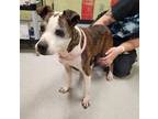 Adopt GLORIA a Pit Bull Terrier, Mixed Breed