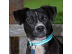 Adopt Pamie a Mixed Breed