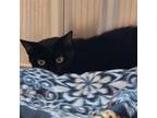 Adopt BOSCO a Domestic Short Hair