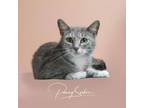 Adopt Catherine a Tabby