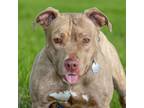 Adopt BABY LOVE a Pit Bull Terrier, Mixed Breed
