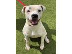 Adopt TRINA a Pit Bull Terrier, Mixed Breed