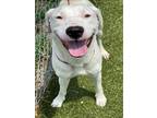Adopt ZIVA a Labrador Retriever, Pit Bull Terrier
