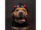 Adopt Bokhee a Pit Bull Terrier
