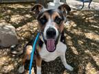 Adopt MISSY a Australian Cattle Dog / Blue Heeler
