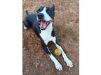 Adopt PEARL a Australian Cattle Dog / Blue Heeler, Pit Bull Terrier