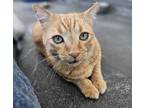 Adopt MAMA CASS a Domestic Short Hair