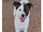 Adopt MOCHI a Border Collie, Mixed Breed