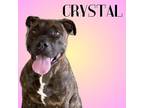 Adopt Crystal a Mixed Breed