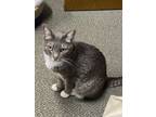 Adopt Elaine a Domestic Short Hair