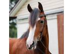 Adopt Grace a Quarterhorse