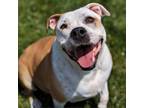 Adopt Millie a Pit Bull Terrier, Shepherd
