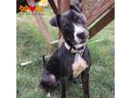 Adopt SUMMER a Pit Bull Terrier