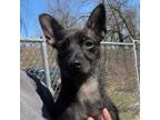 Adopt Vali a Scottish Terrier