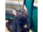 Adopt Banana Bread a Domestic Short Hair