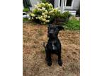 Adopt Mary (Local Dog) a Shepherd, Beagle