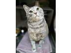 Adopt SHADE a Domestic Short Hair