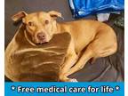 Adopt Rosalitta a American Staffordshire Terrier, Mixed Breed