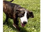Adopt KITTY a Feist, Mixed Breed