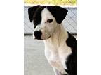 Adopt JOJO a Labrador Retriever, Pit Bull Terrier