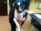 Adopt FIBBY a Labrador Retriever, Pit Bull Terrier