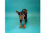 Adopt Priscilla~ a Miniature Pinscher