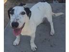 Adopt Beverly a Parson Russell Terrier, Mixed Breed