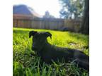 Adopt Darlene a Parson Russell Terrier, Mixed Breed