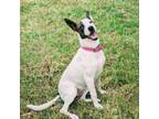 Adopt Sparkles a Jack Russell Terrier