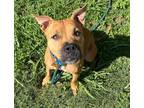 Adopt VALKYRIE a American Staffordshire Terrier