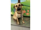 Adopt YENNIFER a German Shepherd Dog, Mixed Breed