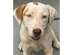 Adopt DOVE a Labrador Retriever, Mixed Breed