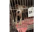 Adopt CENA a American Staffordshire Terrier, Mixed Breed