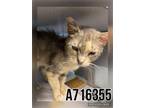 Adopt KRISTI a Domestic Short Hair