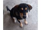 Adopt DAISY a Rottweiler