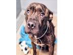 Adopt COOKIE a Boxer, Plott Hound