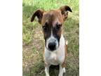 Adopt ALICE a Black Mouth Cur, Mixed Breed